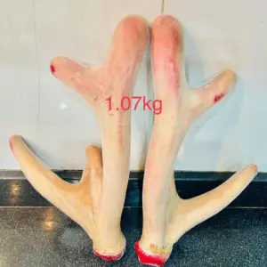Cặp nhung hươu nhỏ 1,07kg (Liên Hệ Tư Vấn)