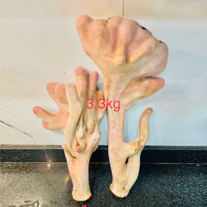 Cặp nhung hươu khủng 3,3kg (Liên Hệ Tư Vấn)