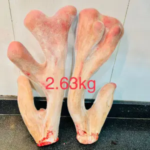 Cặp nhung hươu khủng 2,63kg (Liên Hệ Tư Vấn)