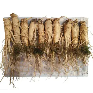 Nhân Sâm Tươi Hàn Quốc 10 Củ/kg – Hàng Đẹp Đủ Tuổi