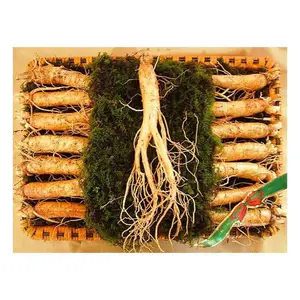 Nhân Sâm Tươi Hàn Quốc 14 Củ/kg – Hàng Đẹp Đủ Tuổi