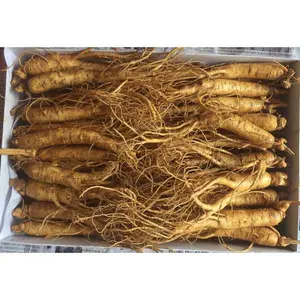 Nhân Sâm Tươi Hàn Quốc 20 – 30 Củ/kg – Hàng Đẹp Đủ Tuổi