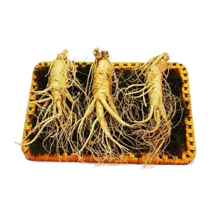 Nhân Sâm Tươi Hàn Quốc 3 Củ/kg – Hàng Đẹp Đủ Tuổi