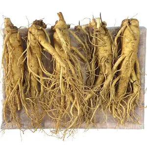 Nhân Sâm Tươi Hàn Quốc 5 Củ/kg – 6 Năm Tuổi Hàng Đẹp