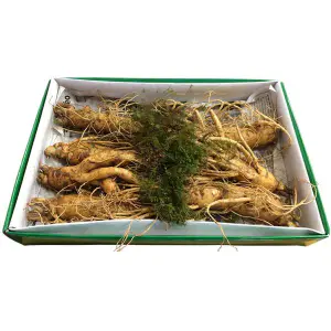 Nhân Sâm Tươi Hàn Quốc 7 Củ/kg – Hàng Đẹp Đủ Tuổi