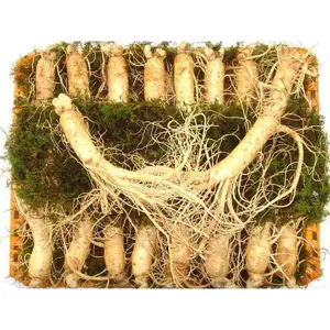 Nhân Sâm Tươi Hàn Quốc 16 – 18 Củ/kg – Hàng Đẹp Đủ Tuổi