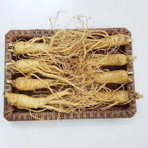 Nhân Sâm Tươi Hàn Quốc 8 Củ/kg – Hàng Đẹp Đủ Tuổi