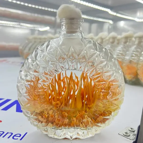 Đông Trùng Hạ Thảo Sinh Khối Tươi cấy chai XO 500ml
