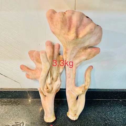 Cặp nhung hươu khủng 3,3kg (Liên Hệ Tư Vấn)