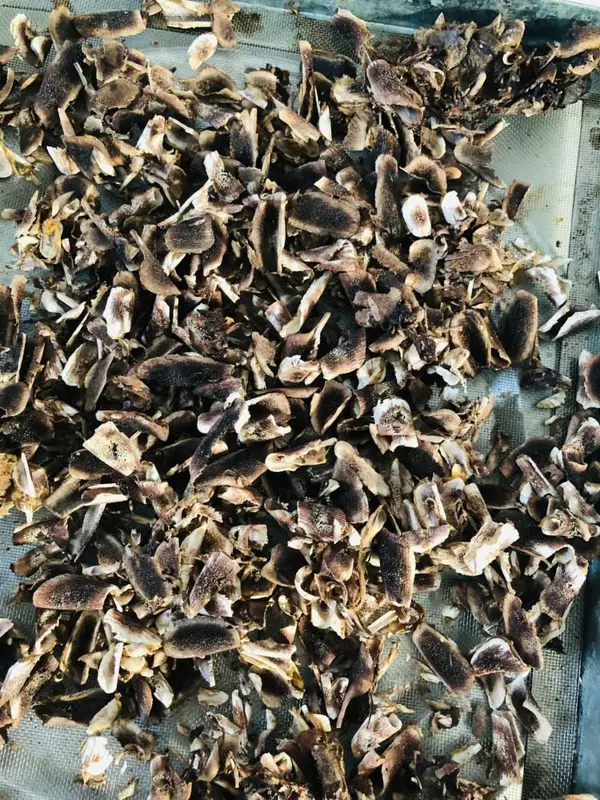 Nhung Hươu Sấy Khô (Liên Hệ Tư Vấn)
