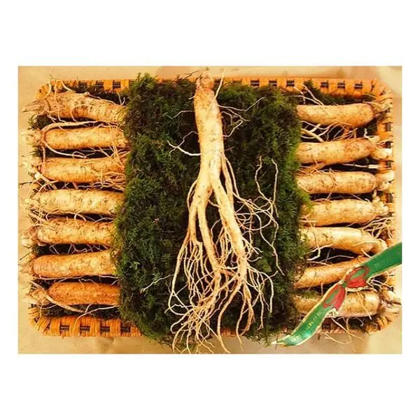 Nhân Sâm Tươi Hàn Quốc 14 Củ/kg – Hàng Đẹp Đủ Tuổi