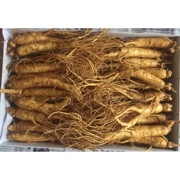 Nhân Sâm Tươi Hàn Quốc 20 – 30 Củ/kg – Hàng Đẹp Đủ Tuổi