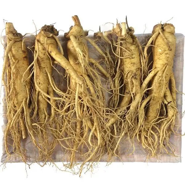 Nhân Sâm Tươi Hàn Quốc 5 Củ/kg – 6 Năm Tuổi Hàng Đẹp