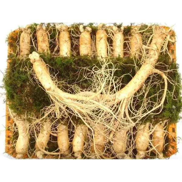 Nhân Sâm Tươi Hàn Quốc 16 – 18 Củ/kg – Hàng Đẹp Đủ Tuổi